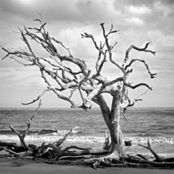 Driftwood Beach Lone Tree in Black and White
