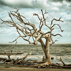 Driftwood Beach Lone Tree Blackgold