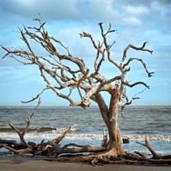Driftwood Beach Lone Tree