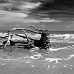Driftwood Beach Panorama 103 Black and White