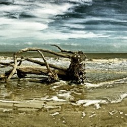 Driftwood Beach Panorama 103 Blackgold