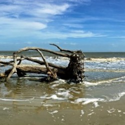 Driftwood Beach Panorama 103