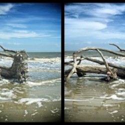 Driftwood Beach Panorama Quadtych