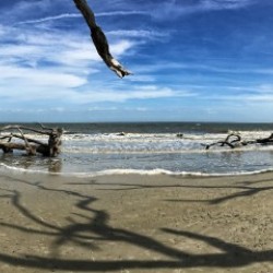 Driftwood Beach Panorama Shadows