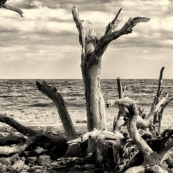 Driftwood Beach Uplifting Black and White