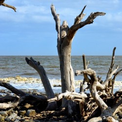 Driftwood Beach Uplifting
