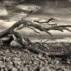 Driftwood Beach Panorama Black and White