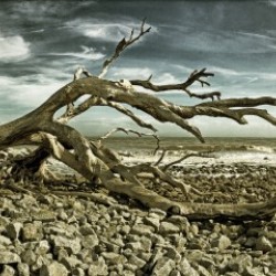 Driftwood Beach Panorama Blackgold