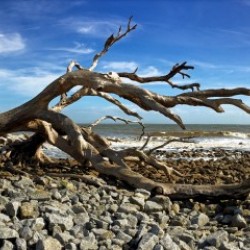 Driftwood Beach Panorama 101