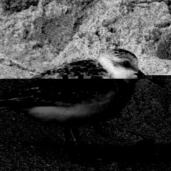 Sandpiper on the Beach in Black and White