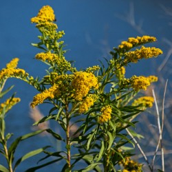 Goldenrods North Side Park