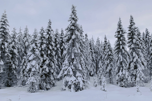 Snow covered trees in the forest 