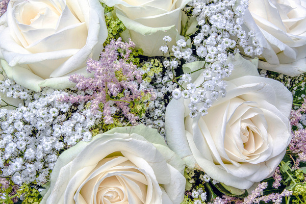 A beautiful arrangement of white roses with babys breath a perfect floral display. by IB Photography