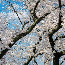 Cherry blossom tree in full bloom set against a bright blue sky.