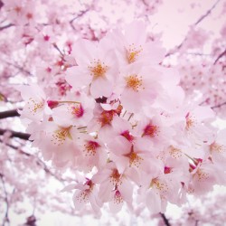 A stunning cluster ofcherry blossoms gracefully bloom.ing against a soft blurred background