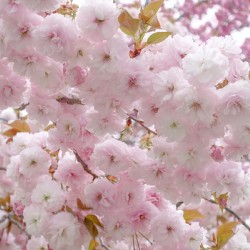 Beautiful pink cherry blossoms in full bloom a symbol of spring and new beginnings.