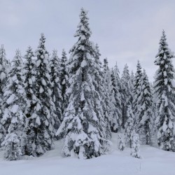 Snow covered trees in the forest 