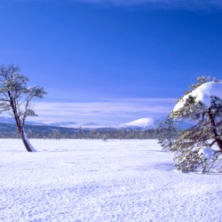 Winter landscape shows snow-covered trees and a vast clear blue sky creating a tranquil scene.