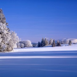 Winter landscape with snow-covered trees and blue sky on a sunny day.