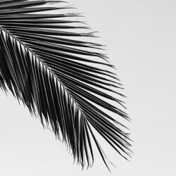 Silhouette of a palm leaf creates a stark contrast against the clear white sky.