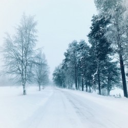  sSnow-covered road leads through a serene winter forest with trees blanketed in frost.