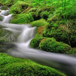 A flowing stream surrounded by vibrant green moss and foliage.