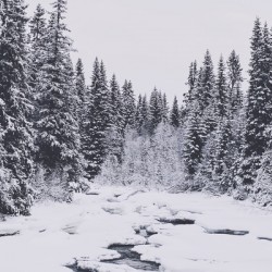 A beautiful winter forest scene with a frozen river and snow-covered trees.