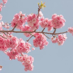 Cherry blossom branches filled with blooming pink flowers against a clear sky.