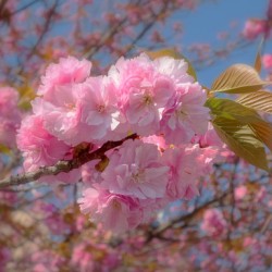 Cherry blossom flower