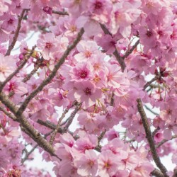 Pink cherry tree blossom flowers blooming in spring