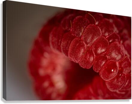 Raspberry Canvas Print