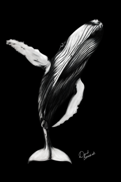 baleine a bosse by David BANASIAK