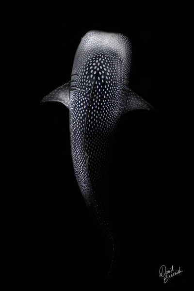 requin baleine by David BANASIAK