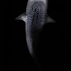 requin baleine