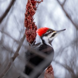 Pileated woodpecker
