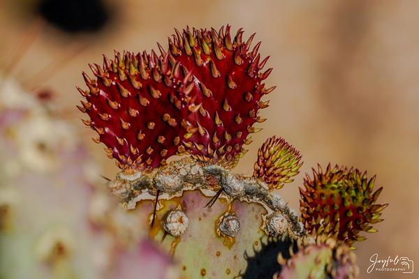 Red Prickly Pear Print