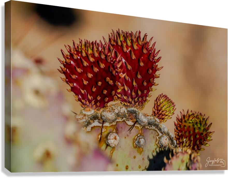 Red Prickly Pear Canvas Print