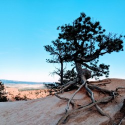 Bryce Canyon IV