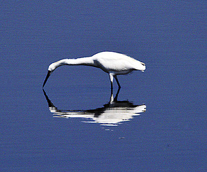 Reflection