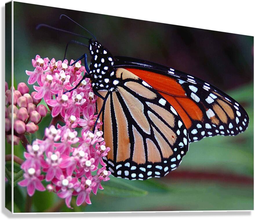 Monarch Canvas Print
