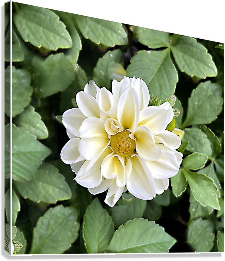 Elegance Canvas Print