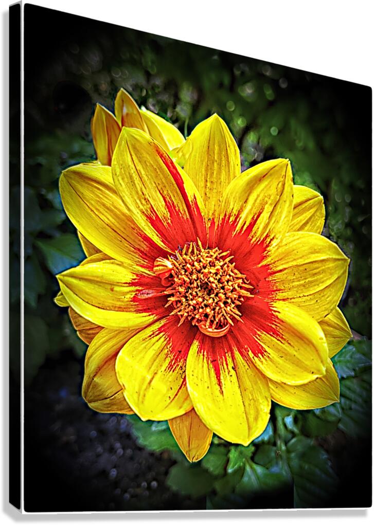 Very Pretty Canvas Print