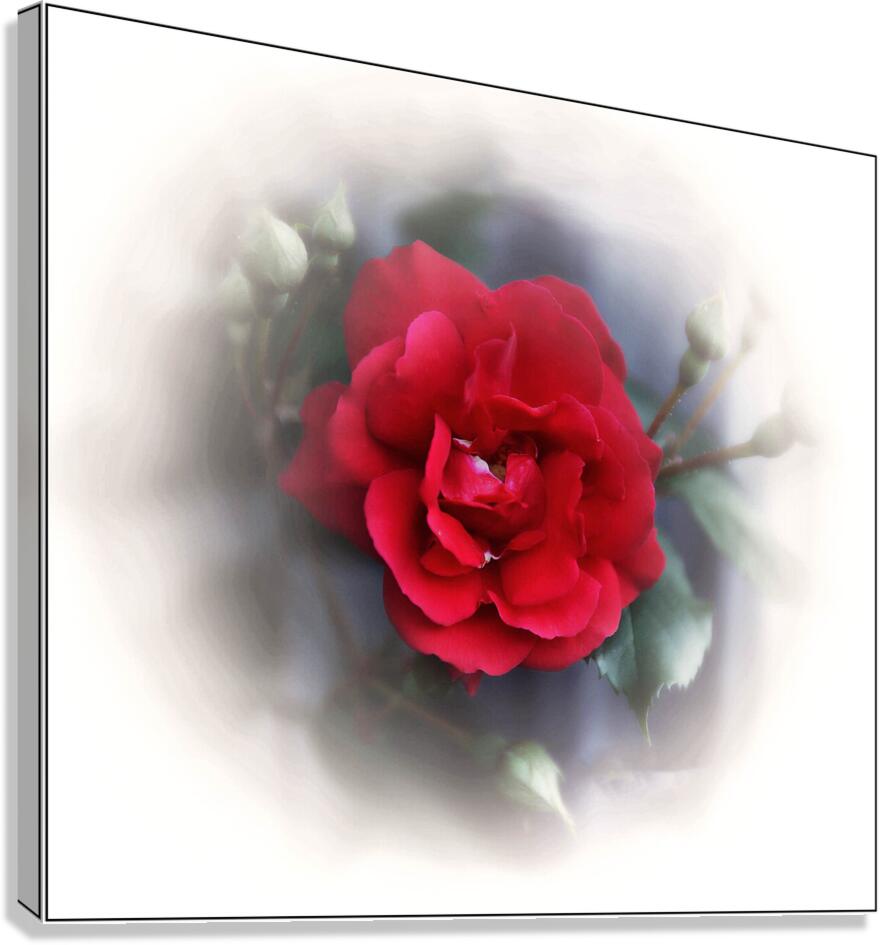 So Beautiful Canvas Print