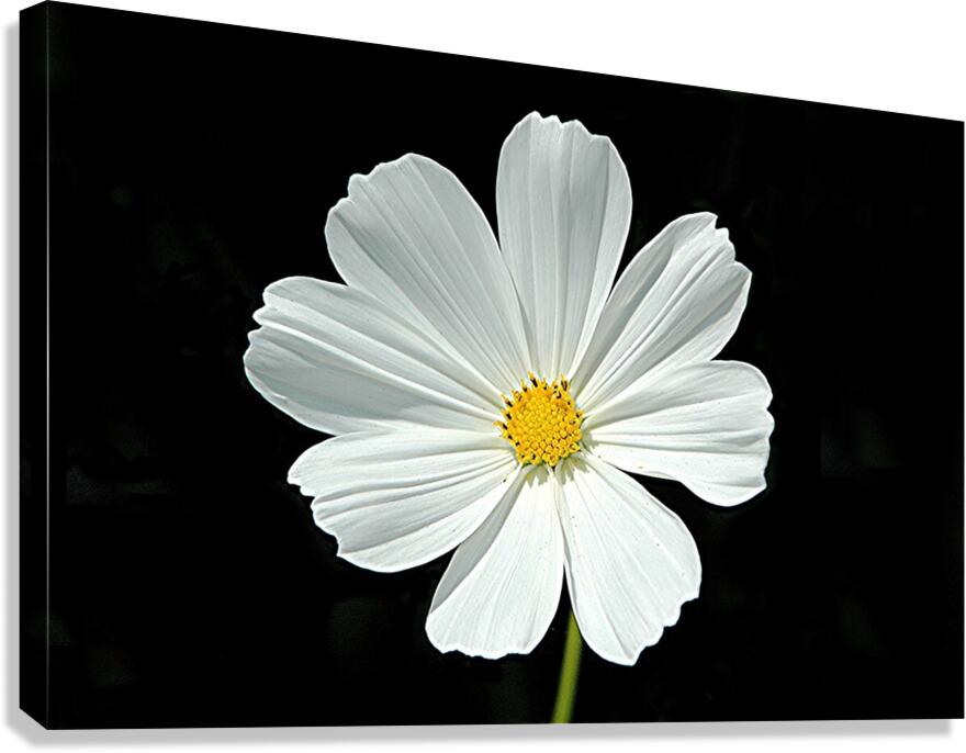HAPPY FACE Canvas Print