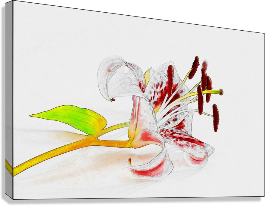 DELICATE Canvas Print