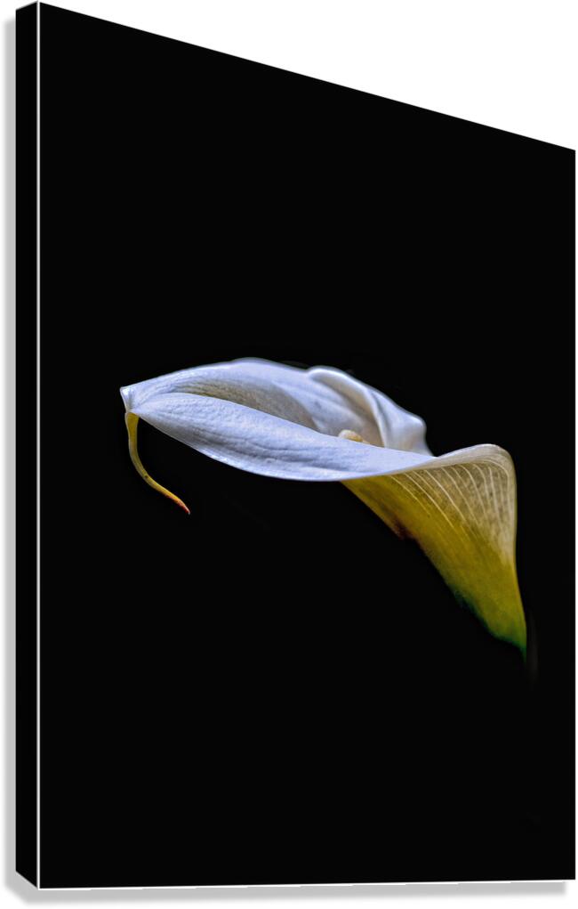 Plain  Simple Canvas Print