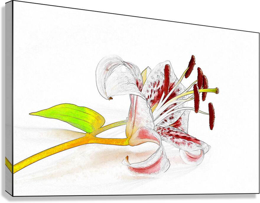 Delicate Canvas Print