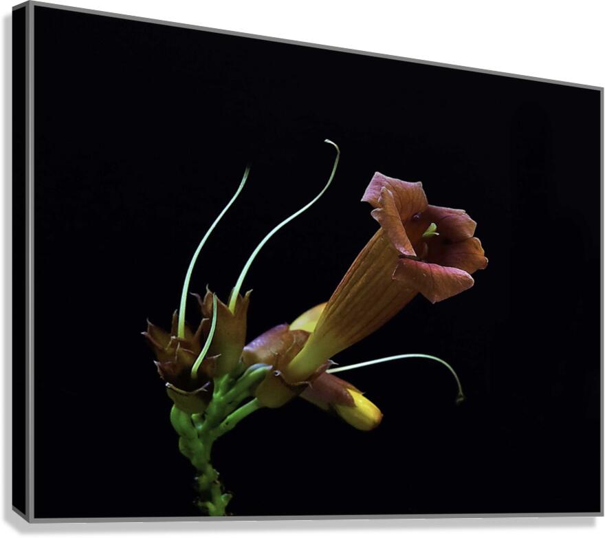 Pure Elegance Canvas Print