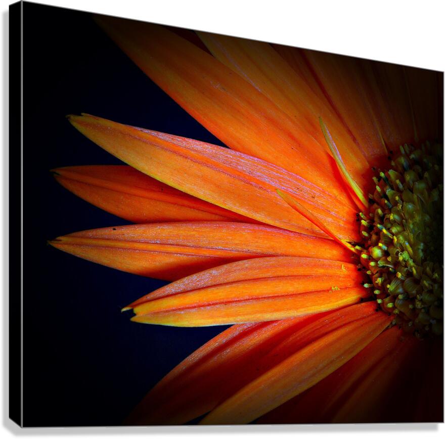 Orange Delight Canvas Print