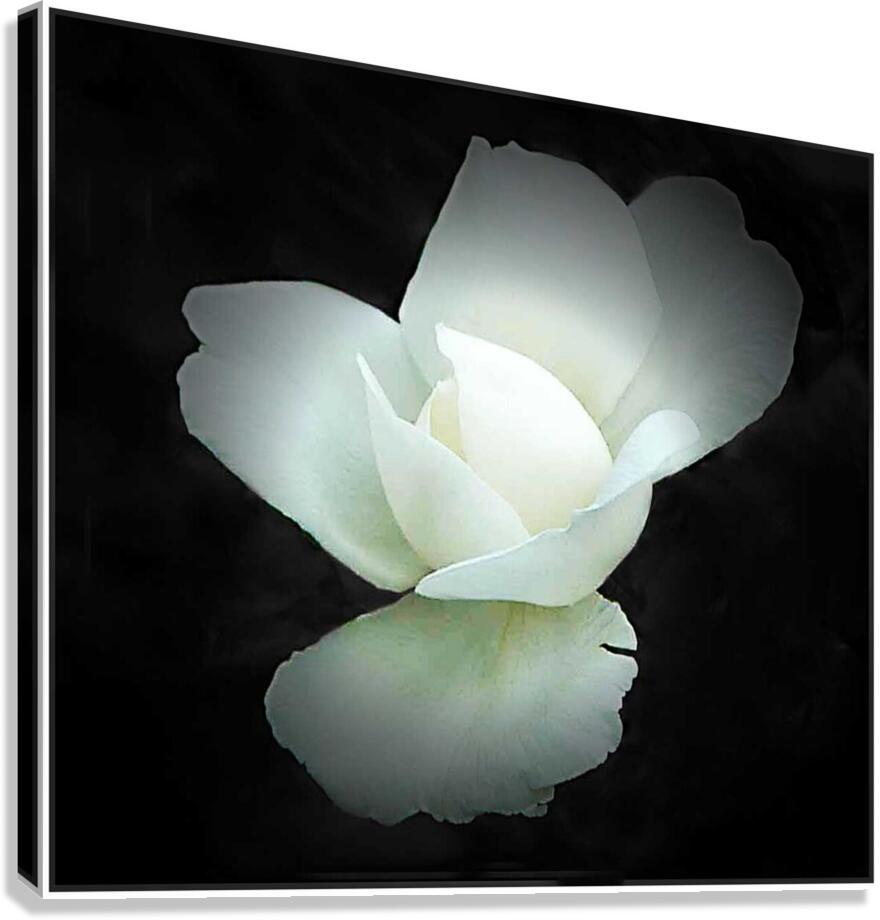 Innocense Canvas Print